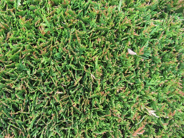 Close up of Leyland cypress hedge as a background — Stock Photo, Image