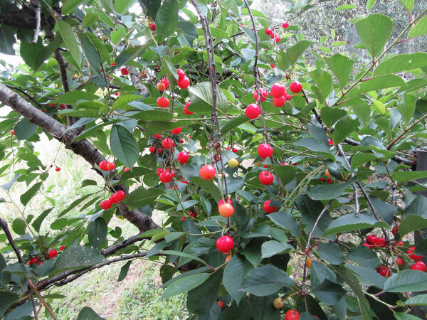 Red Montmorency cherries on tree in cherry orchard