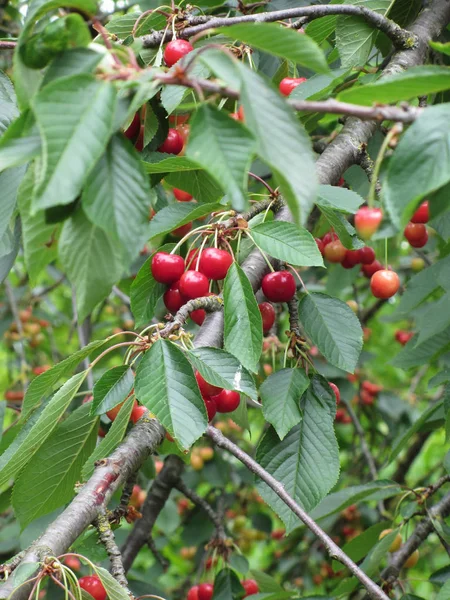 Red cherries on tree in cherry orchard — Stock Photo, Image