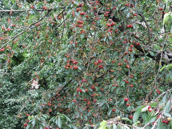 Red cherries on tree in cherry orchard — Stock Photo, Image