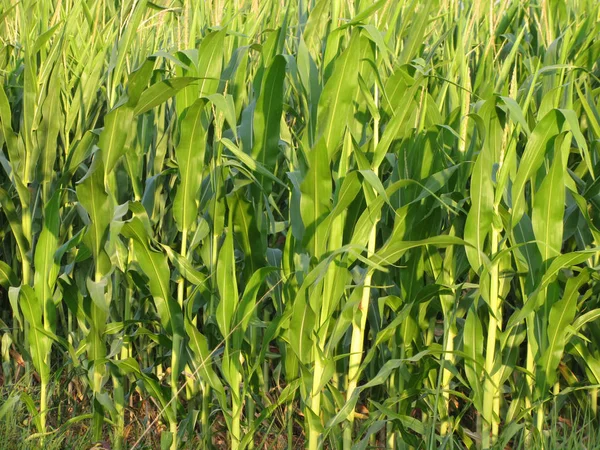 Зеленые кукурузные растения освещаются солнечным светом летом — стоковое фото
