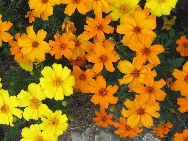 夏のカラフルな花の自然な背景.上から見たオレンジと黄色の花 — ストック写真