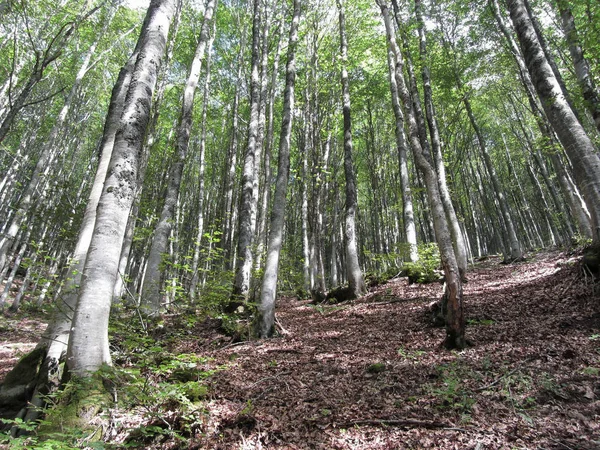 Τοπίο του δάσους οξιάς το καλοκαίρι. Τοσκάνη, Ιταλία — Φωτογραφία Αρχείου
