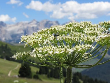 Yeşil şişe veya Greenbottle Fly (Lucilia türler) bir Hogweed (Heracleum sphondylium) çiçek üzerinde nektar üzerinde beslenir. Valgardena, South Tyrol, Bolzano, Italya