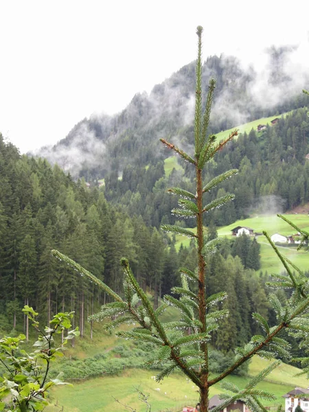 Yağmurlu bir günde dağ arka planına karşı su damlayan genç köknar ağacı. Santa Cristina Valgardena, Güney Tirol, Bolzano, Italya — Stok fotoğraf