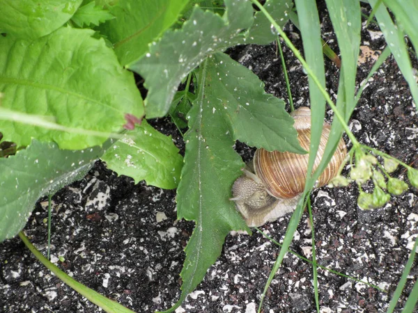 The snail crawls along the wet road after the rain and suddenly stops to eat green leaf — Stock Photo, Image
