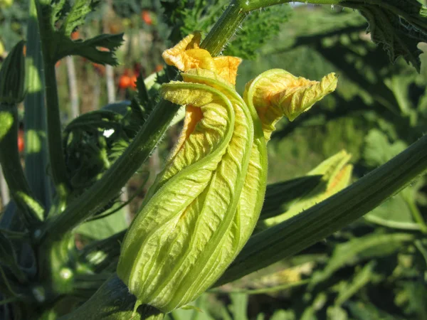 Zucchini plant in blossom in the vegetable garden . Tuscany, Italy — Stock Photo, Image