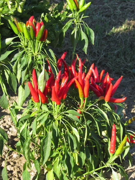 Red chili peppers hanging on the plant . Tuscany, Italy — Stock Photo, Image