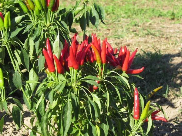 Red chili peppers hanging on the plant . Tuscany, Italy — Stock Photo, Image