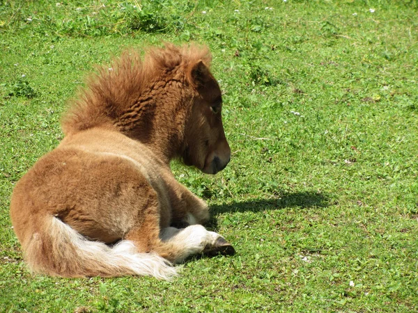 Shetland pony lying down on the green grass at summer . South tyrol, Italy — Stock Photo, Image