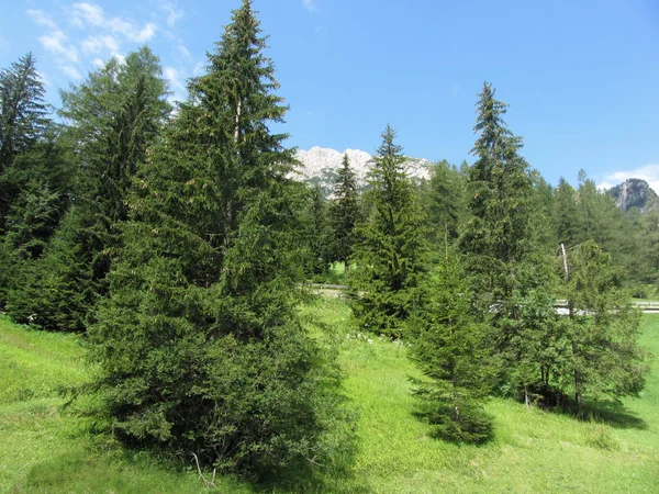 Alpská krajina se zelenými pastvinami a jedy proti italským Dolomitům v létě. Pohled z vesnice La Villa, Bolzano, Alto Adige, Jižní Tyrolsko, Itálie — Stock fotografie