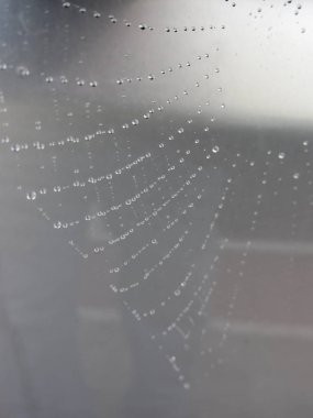Çiy damlalarında örümcek ağı. Örümcek ağına yağmur damlaları