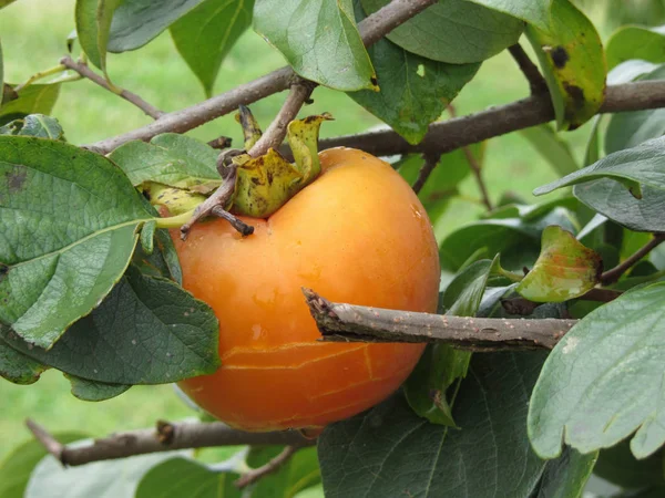 Singolo frutto del cachi sull'albero in foglie — Foto Stock