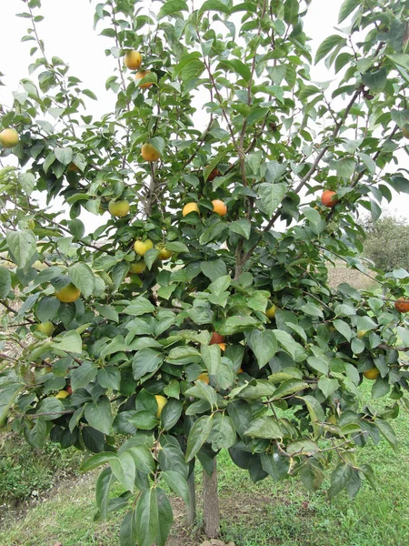 Árbol de caqui con frutas dulces de kaki — Foto de Stock