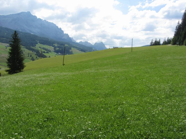 Alpejski krajobraz z zielonymi pastwiska i jodle przeciw włoskim Dolomitach latem. Widok z La Villa Village, Bolzano, Górna Adyga, Tyrol Południowy, Włochy — Zdjęcie stockowe