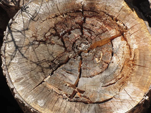 Textura de madeira de fundo de tronco de árvore de corte — Fotografia de Stock