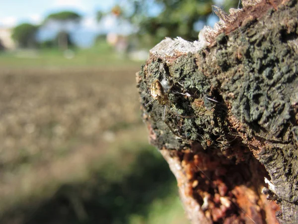 Ragno del giardino europeo (Araneus diadematus) sul vecchio tronco di pero — Foto Stock