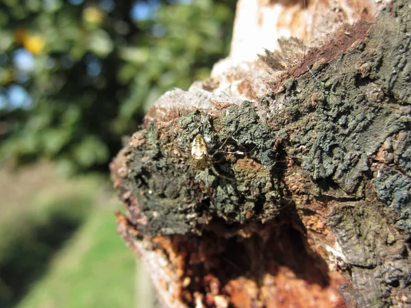 Európai kerti pók (araneus diadematus) régi körtefa törzsén — Stock Fotó