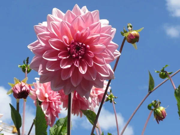 Летом сажаем розовые цветы на фоне голубого неба — стоковое фото