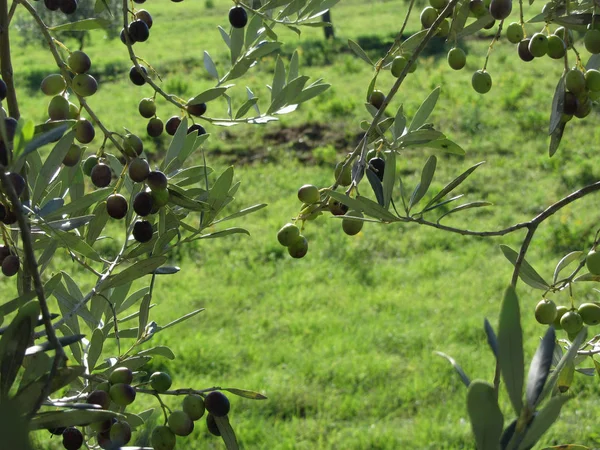 Äste mediterraner Olivenbäume mit Oliven auf grünem Hintergrund. Toskana, Italien — Stockfoto