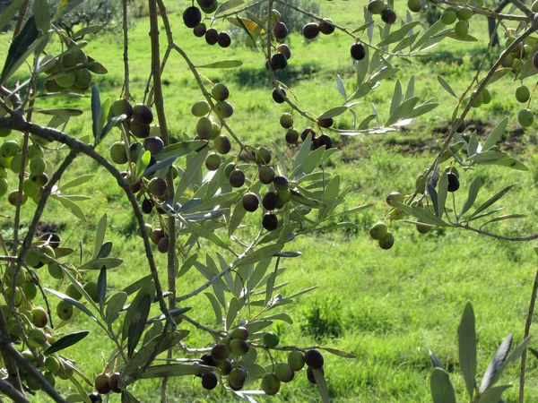 Äste mediterraner Olivenbäume mit Oliven auf grünem Hintergrund. Toskana, Italien — Stockfoto