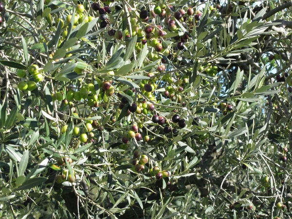 Branches d'olivier méditerranéennes avec fond d'olives. Toscane, Italie — Photo