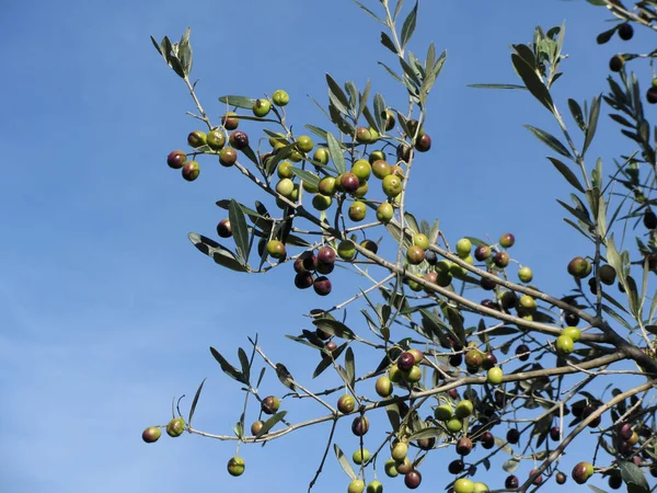 Äste mediterraner Olivenbäume mit Oliven vor blauem Himmel. Toskana, Italien — Stockfoto