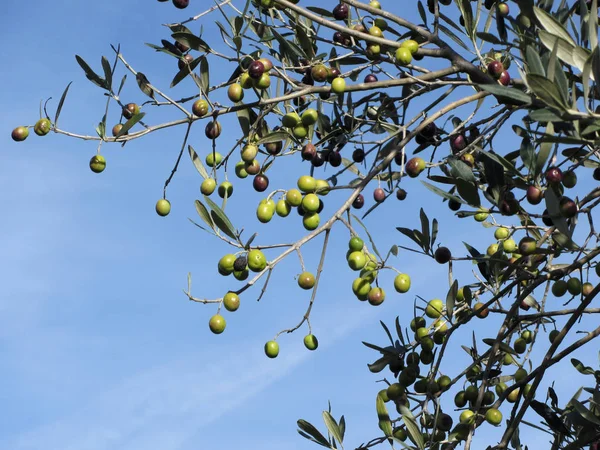 Äste mediterraner Olivenbäume mit Oliven vor blauem Himmel. Toskana, Italien — Stockfoto