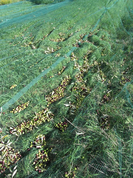 Gerade gepflückte Oliven während der Erntezeit im Netz. Toskana, Italien — Stockfoto