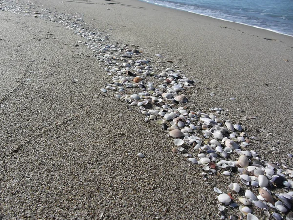 Seashells na písku. Letní pláž pozadí. Horní pohled Stock Obrázky