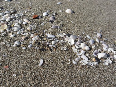 Kumdaki deniz kabukları. Yaz sahili geçmişi. Üst görünüm