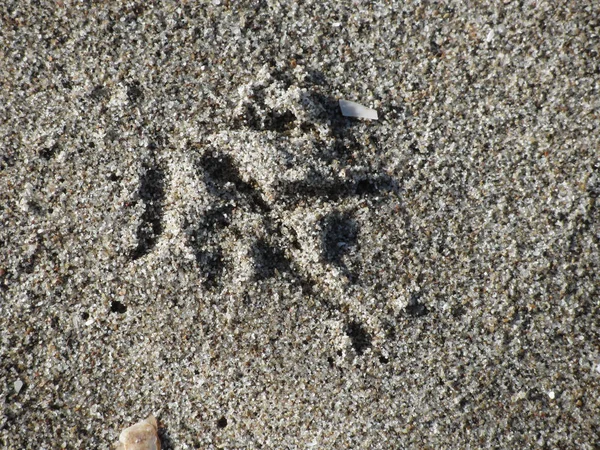 Huella única de ave gaviota en arena de playa — Foto de Stock