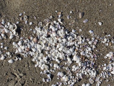 Kumdaki deniz kabukları. Yaz sahili geçmişi. Üst görünüm