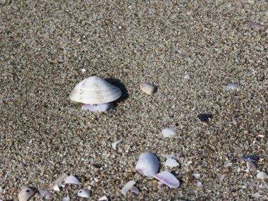 Kumdaki deniz kabukları. Yaz sahili geçmişi. Üst görünüm