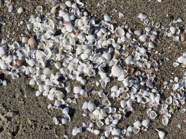 Seashells on sand. Summer beach background. Top view — Stock Photo, Image