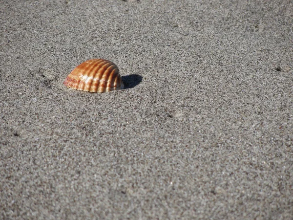 Single seashell on sand. Summer beach background — Stock Photo, Image