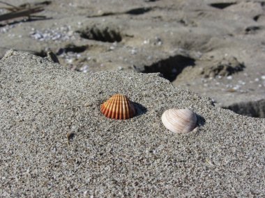 Kum üzerinde iki deniz kabuğu. Yaz sahili geçmişi. Üst görünüm