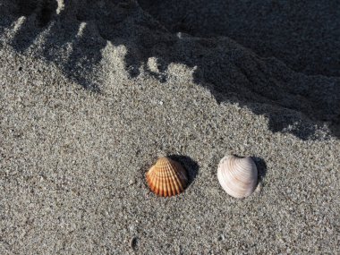 Kum üzerinde iki deniz kabuğu. Yaz sahili geçmişi. Üst görünüm