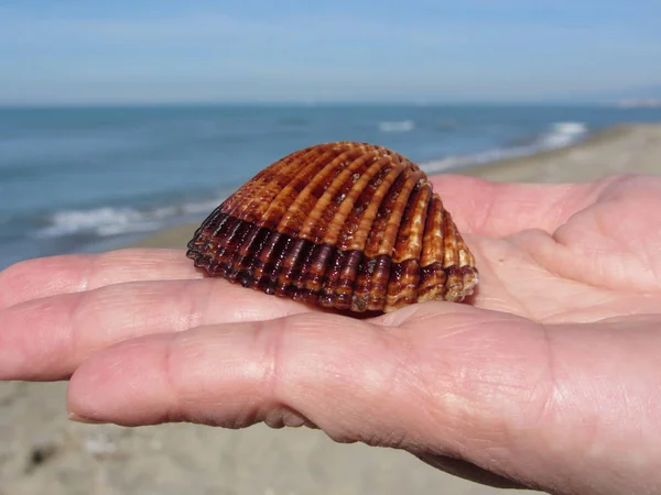 Woman hand palm with brown sea shell on summer beach background — Stock Photo, Image