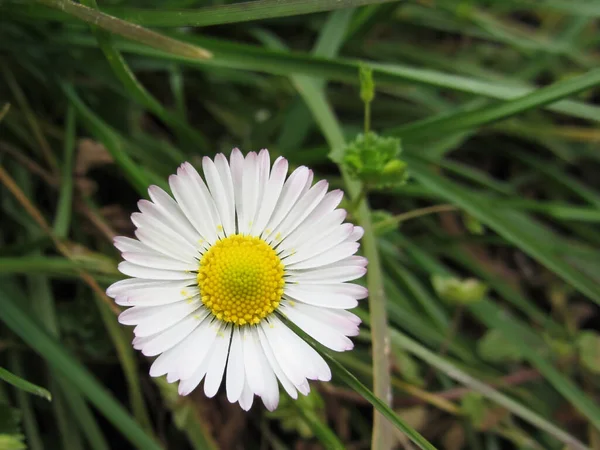 Single Witte Madeliefje Bloem Groene Achtergrond Toscane Italië — Stockfoto