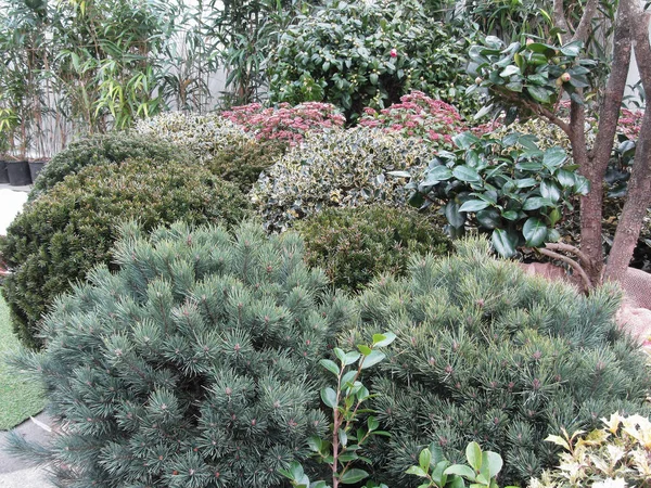 Garden Centre Selection Nursery Plants Разнообразие Вечнозеленых Кустарников — стоковое фото