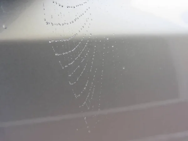 Cobweb Dans Les Gouttes Rosée Pluie Tombe Sur Une Toile — Photo