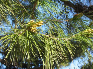Çam ağacının olgunlaşmamış erkek veya polen konileri (Pinus pinaster veya maritima). Kozalaklı kozalaklar. Toskana, İtalya
