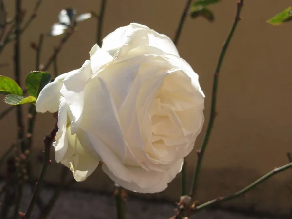 褐色の背景に単白バラの花 — ストック写真