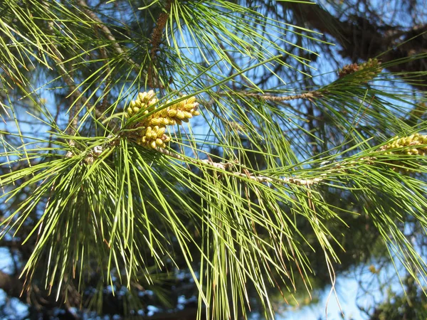 Conos Masculinos Polen Inmaduros Pino Pinus Pinaster Maritima Conos Coníferas — Foto de Stock