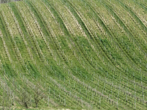 Vista Panorâmica Encosta Rolante Com Vinhas Toscana Itália — Fotografia de Stock