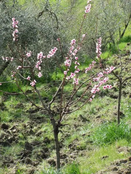 Yksittäinen Persikkapuu Kukassa Toscana Italia — kuvapankkivalokuva