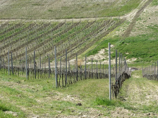 Vista Panoramica Dolci Colline Con Vigneti Toscana Italia — Foto Stock