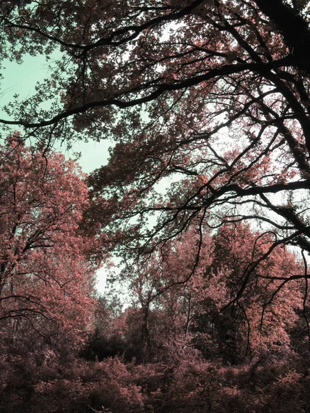 Vermelho Colorido Assustador Floresta Árvore Paisagem Fundo Halloween — Fotografia de Stock