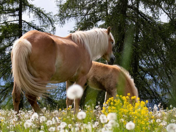 Mały Koń Omułkowy Jego Matka Wypasający Się Łące Pełnej Mniszka — Zdjęcie stockowe
